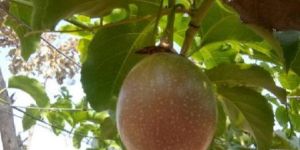 Passion Fruit