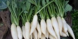 Radish