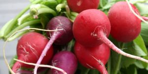Red Radish