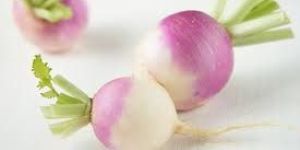 Shalgam Forage Turnip