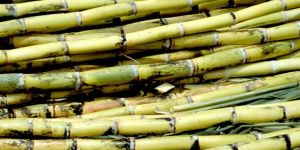 Sugar Cane Green