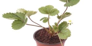 Strawberry Plant