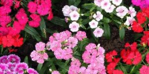 Sweet William Seeds