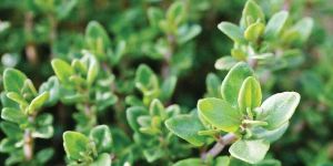 Thyme Seeds
