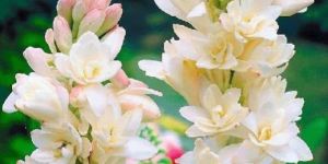 Tuberose Double Bulbs