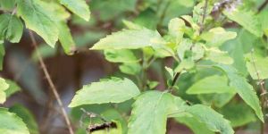 Tulsi Seeds