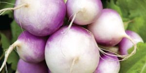 Turnip Seeds