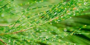 Whistling Tree Seeds