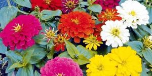 Zinnia Lilliput Seeds