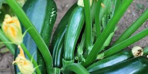 Zucchini Seeds