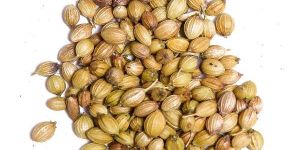Natural Coriander Seeds