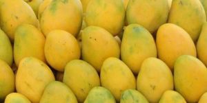 Fresh Mango