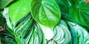Organic Betel Leaves