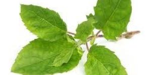 Tulsi