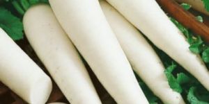 Fresh Radish