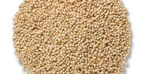 Organic Millet Seeds