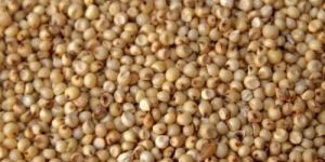 Jowar Millet Seeds