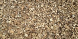 Coconut Shell Chips