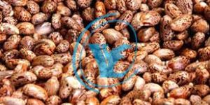 Castor Seeds and De Oiled Cakes