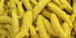 Turmeric Finger