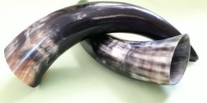 Buffalo Drinking Horn