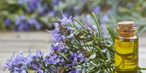 Rosemary Oil