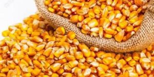 Yellow Maize Seeds