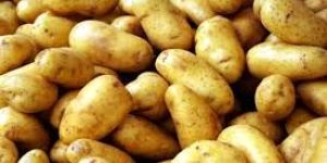 Fresh Pahadi Potato