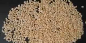 Sesame Seeds