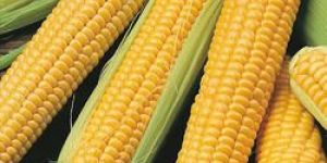 Fresh Sweet Corn
