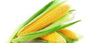 Organic Sweet Corn
