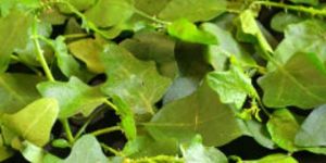 Thuthuvalai Leaf Powder