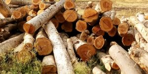 Teak Wood Logs Indian