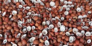 Organic Coconut Copra