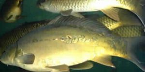 Common Carp Fish Seed