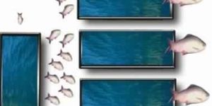 Double Stage Rearing Pond