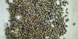 Pawad Seeds