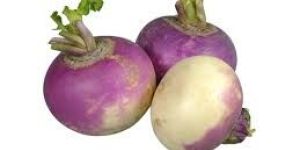 Fresh Turnip