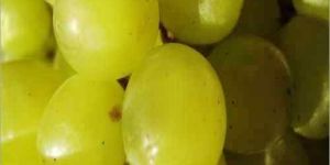 Fresh Green Grapes