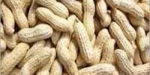 Groundnut Kernels