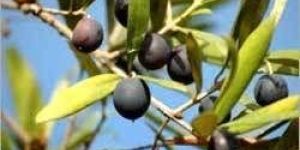 Olive Seeds