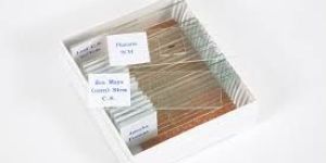 Biological Slides