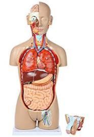 Human Body Part Models