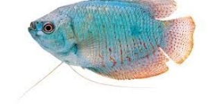 Gourami Fish