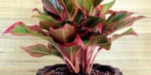 Aglaonema lipstick - Plant