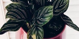 Calathea Ornata Pinstripe
