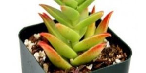 Crassula Campfire (Lucky Plant): Succulent Plant