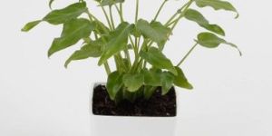 Fern & Petals Xanadu Philodendron Plant: Evergreen Plant