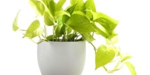 Money Plant Scindapsus