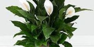 Peace Lily